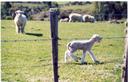 Not far south of Auckland, in the North Islands LOTR-ish flowing green hills we had our first sheep sighting.